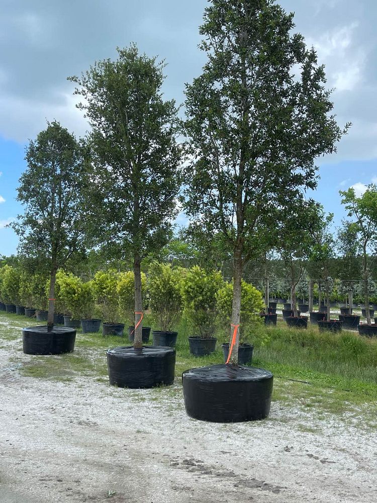 quercus-virginiana-live-oak-southern-oak-tree