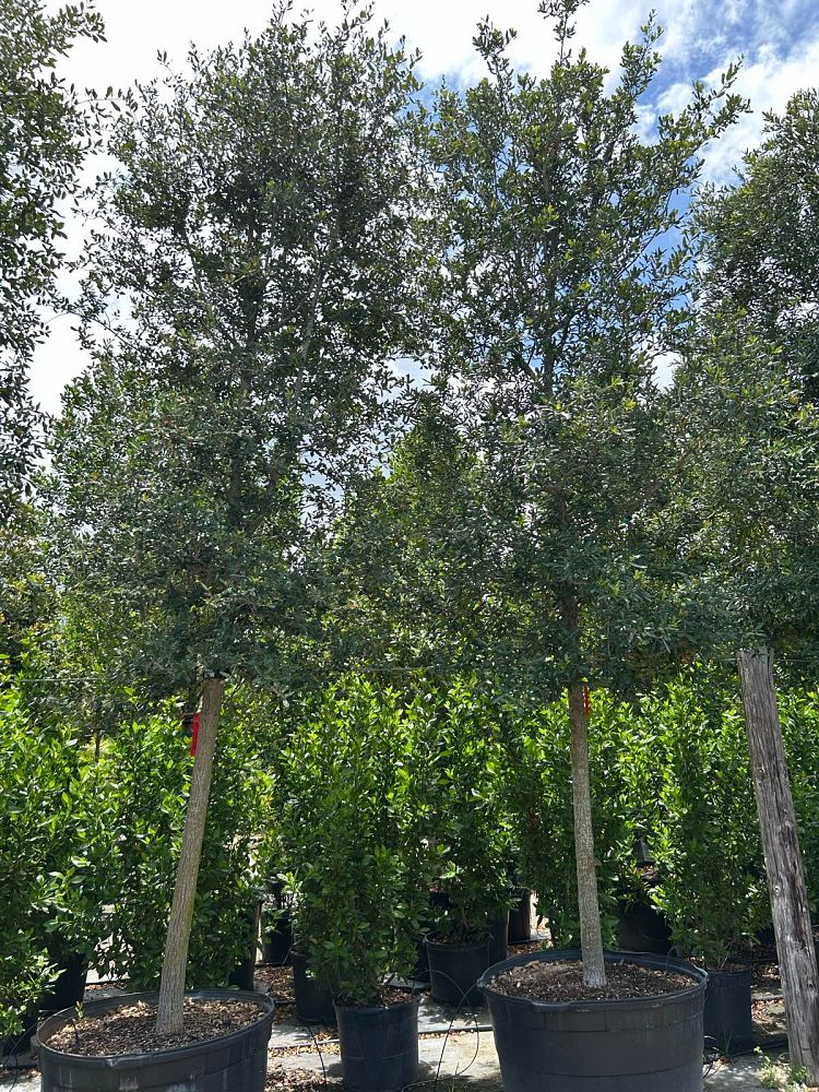 quercus-virginiana-live-oak-southern-oak-tree