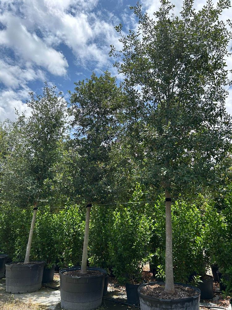 quercus-virginiana-live-oak-southern-oak-tree