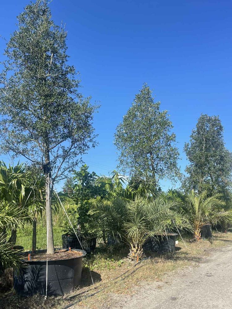 quercus-virginiana-live-oak-southern-oak-tree