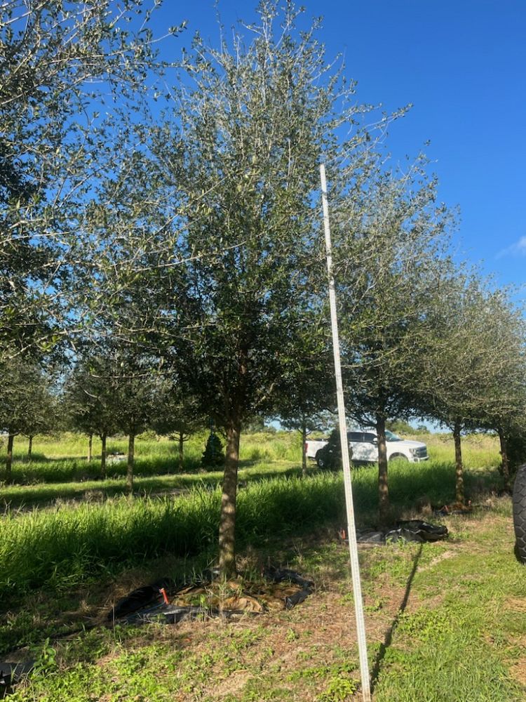 quercus-virginiana-live-oak-southern-oak-tree