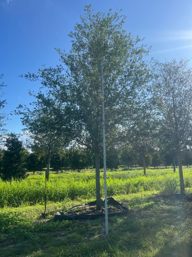 quercus-virginiana-live-oak-southern-oak-tree