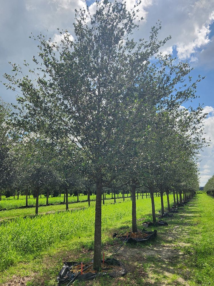 quercus-virginiana-live-oak-southern-oak-tree
