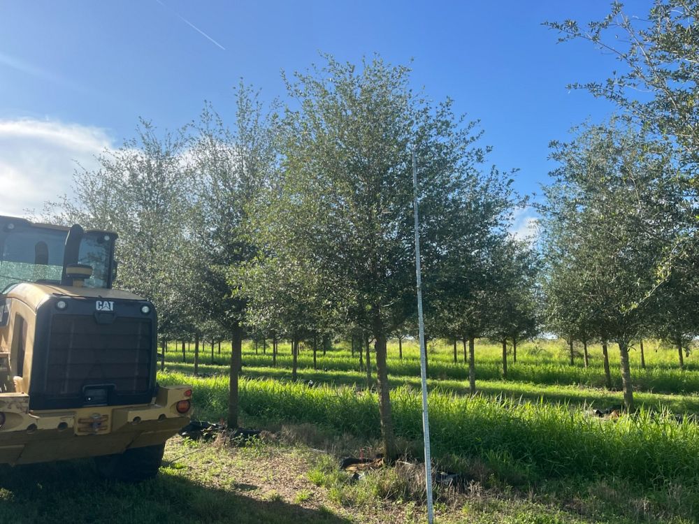 quercus-virginiana-live-oak-southern-oak-tree