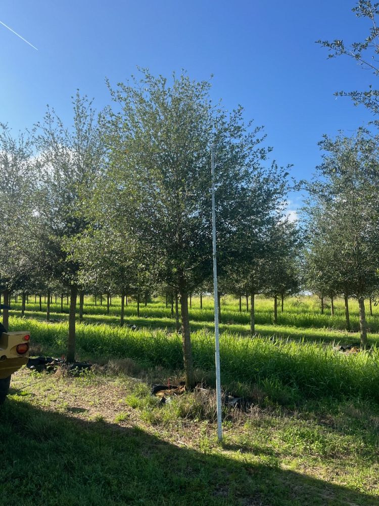 quercus-virginiana-live-oak-southern-oak-tree