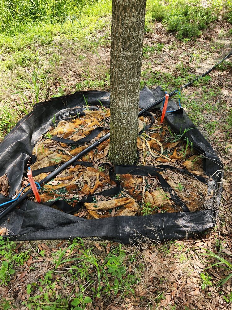 quercus-virginiana-live-oak-southern-oak-tree