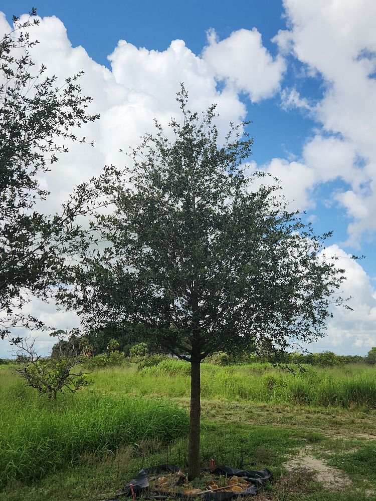 quercus-virginiana-live-oak-southern-oak-tree