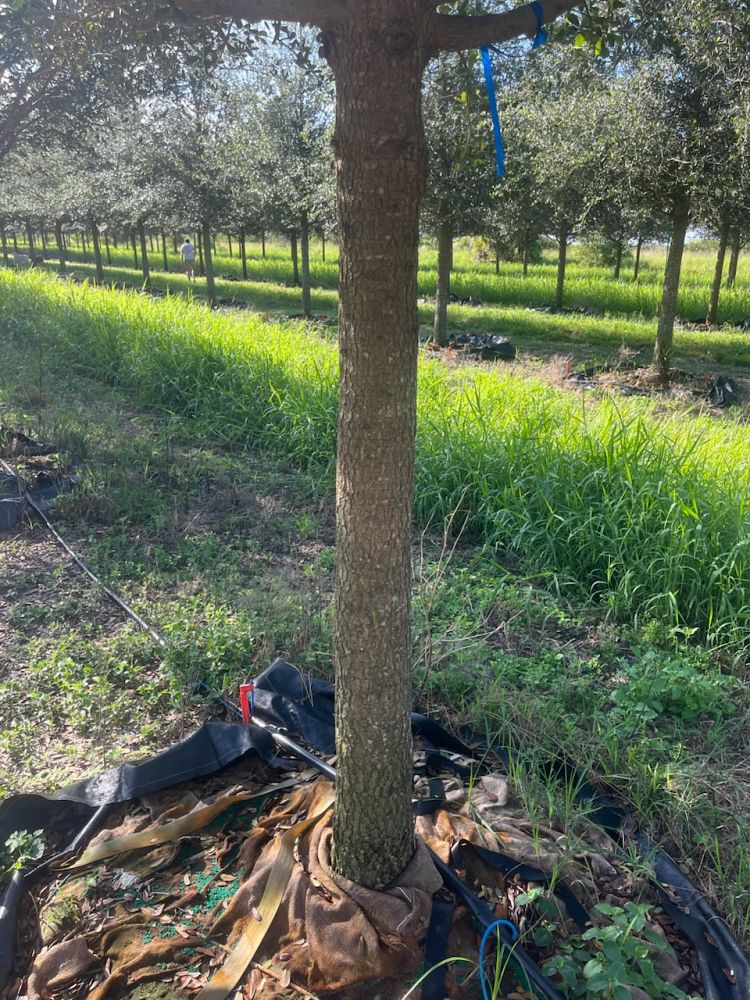 quercus-virginiana-live-oak-southern-oak-tree
