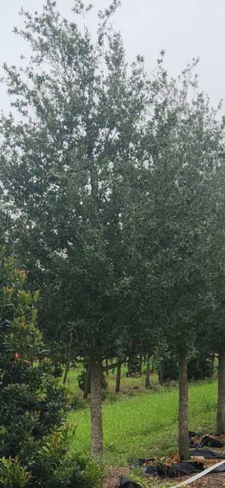 quercus-virginiana-live-oak-southern-oak-tree