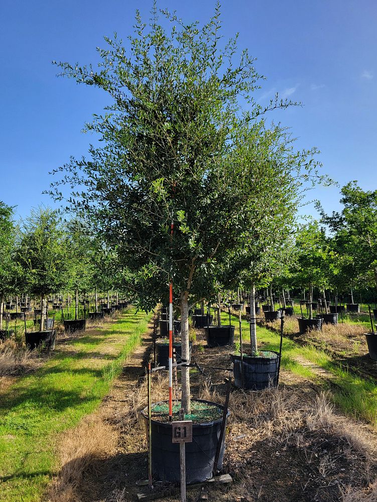 quercus-virginiana-live-oak-southern-oak-tree