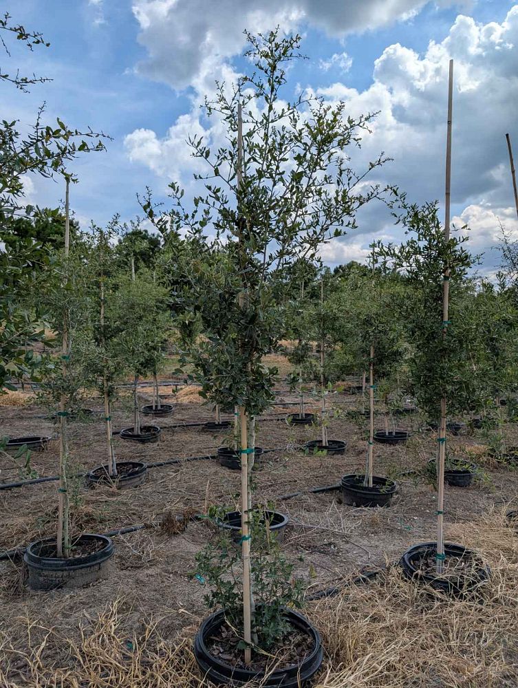 quercus-virginiana-live-oak-southern-oak-tree