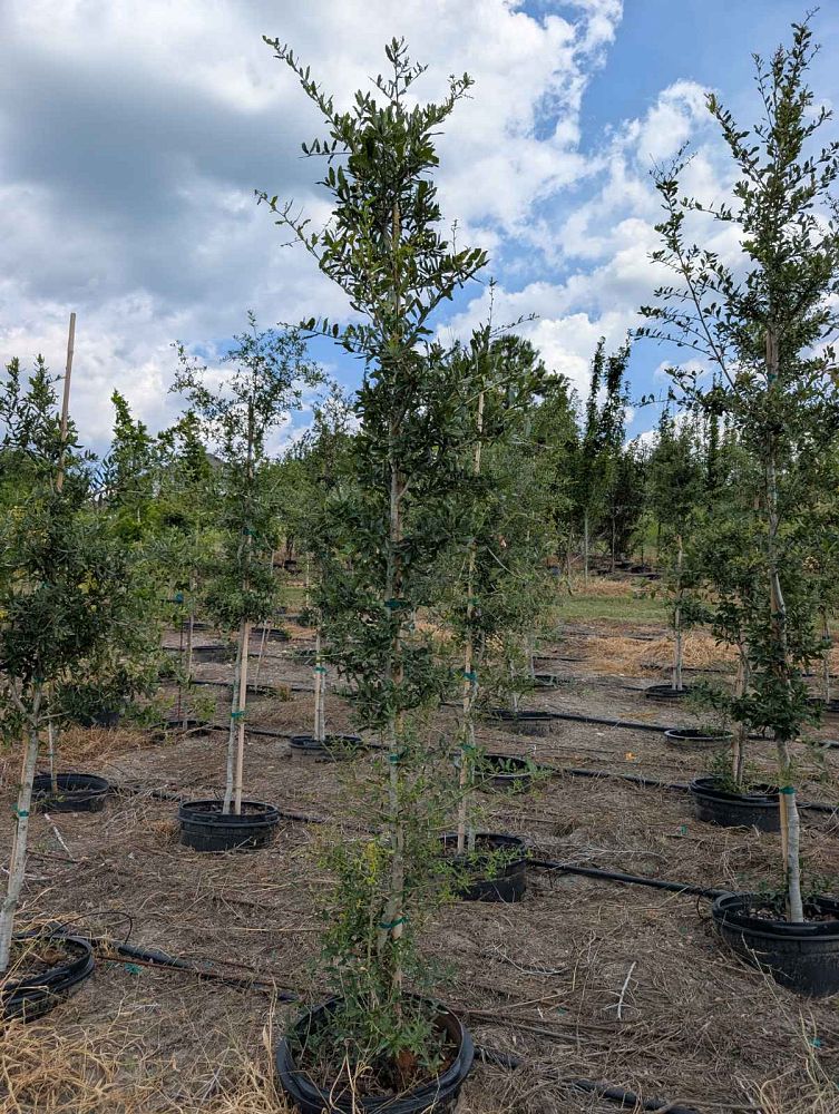quercus-virginiana-live-oak-southern-oak-tree