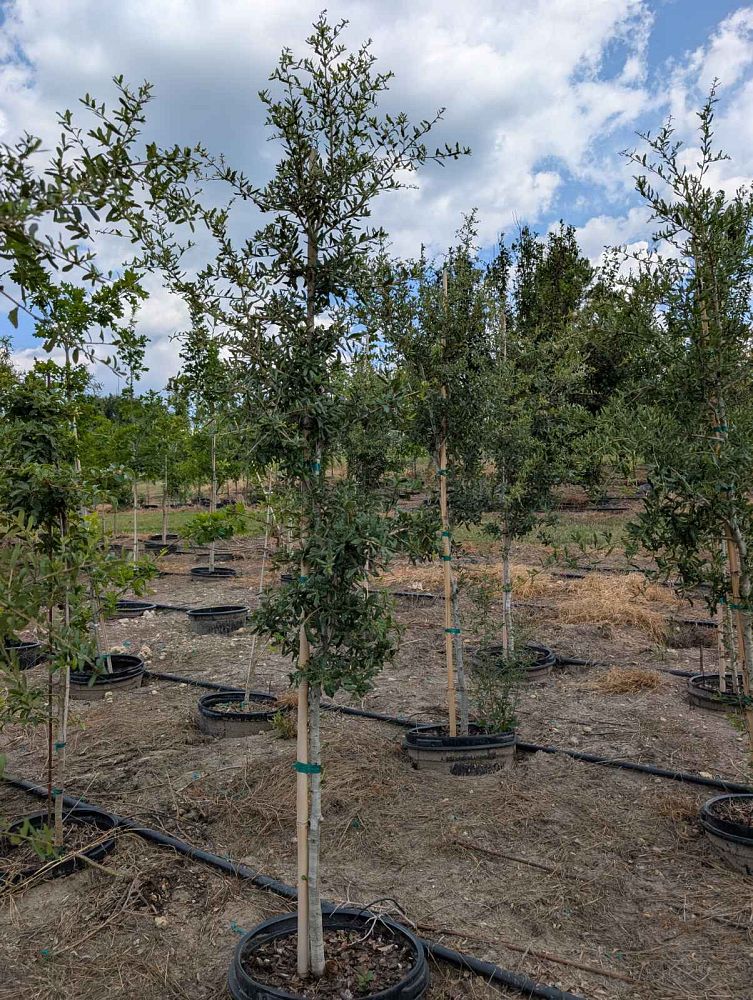 quercus-virginiana-live-oak-southern-oak-tree