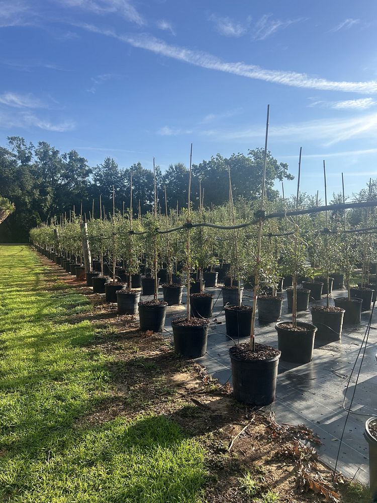 quercus-virginiana-live-oak-southern-oak-tree