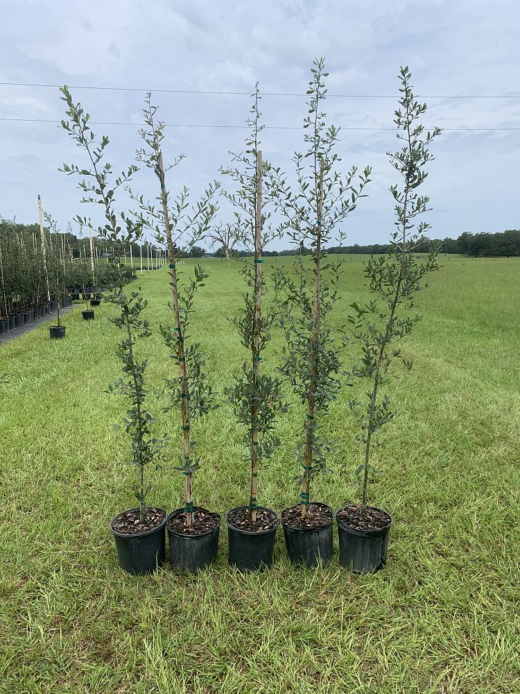 quercus-virginiana-live-oak-southern-oak-tree