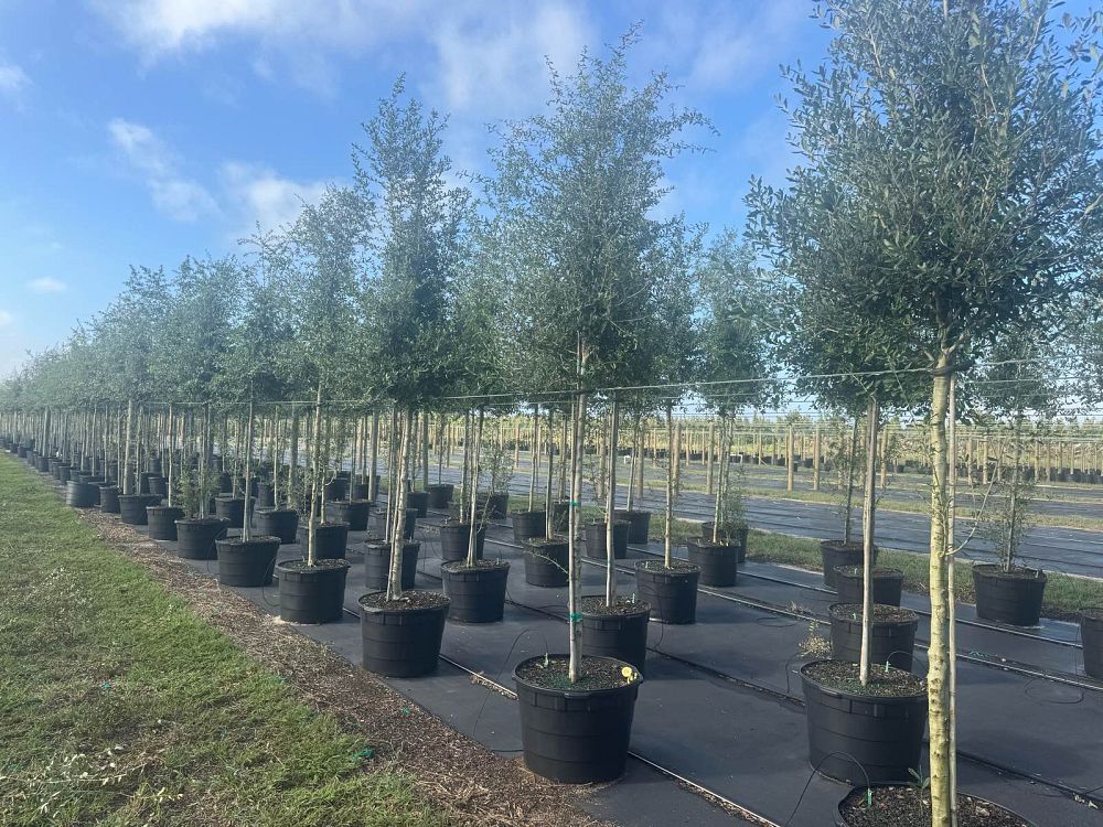 quercus-virginiana-live-oak-southern-oak-tree