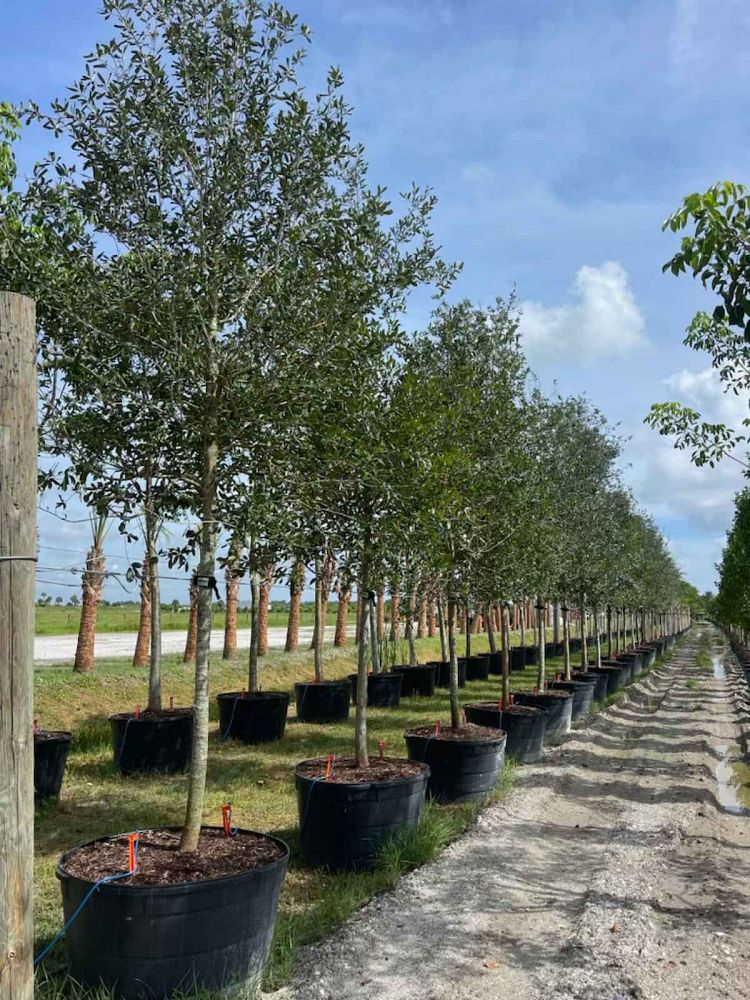 quercus-virginiana-live-oak-southern-oak-tree