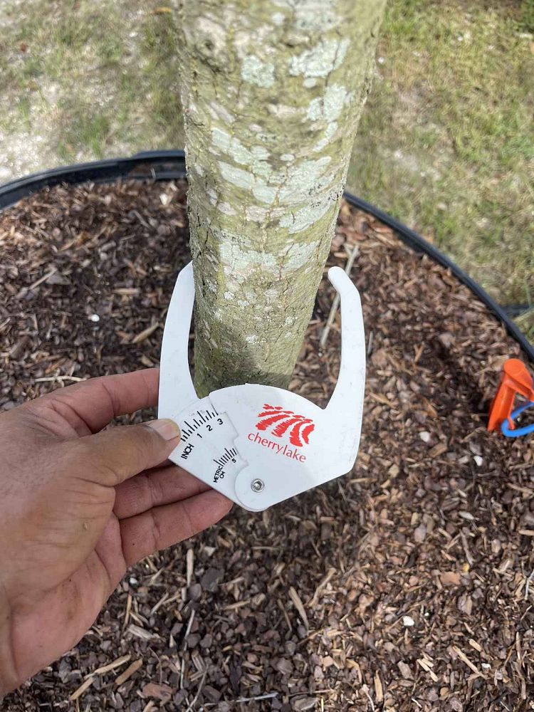 quercus-virginiana-live-oak-southern-oak-tree