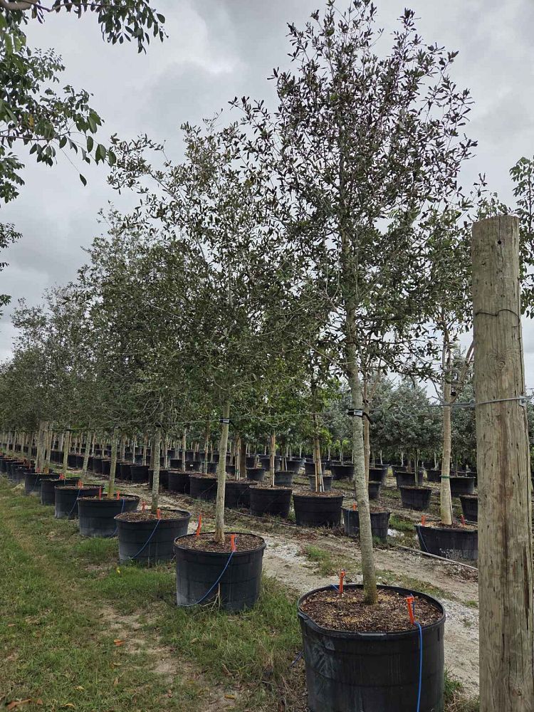 quercus-virginiana-live-oak-southern-oak-tree