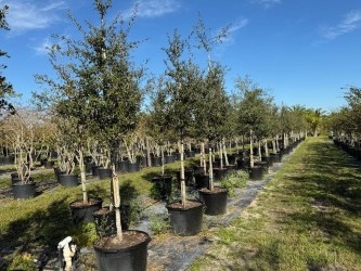 quercus-virginiana-live-oak-southern-oak-tree