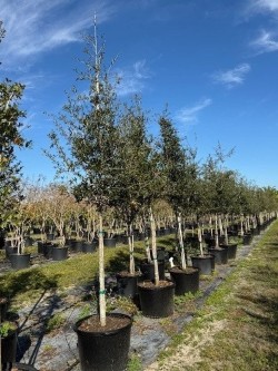 quercus-virginiana-live-oak-southern-oak-tree