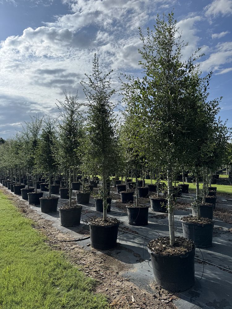 quercus-virginiana-live-oak-southern-oak-tree