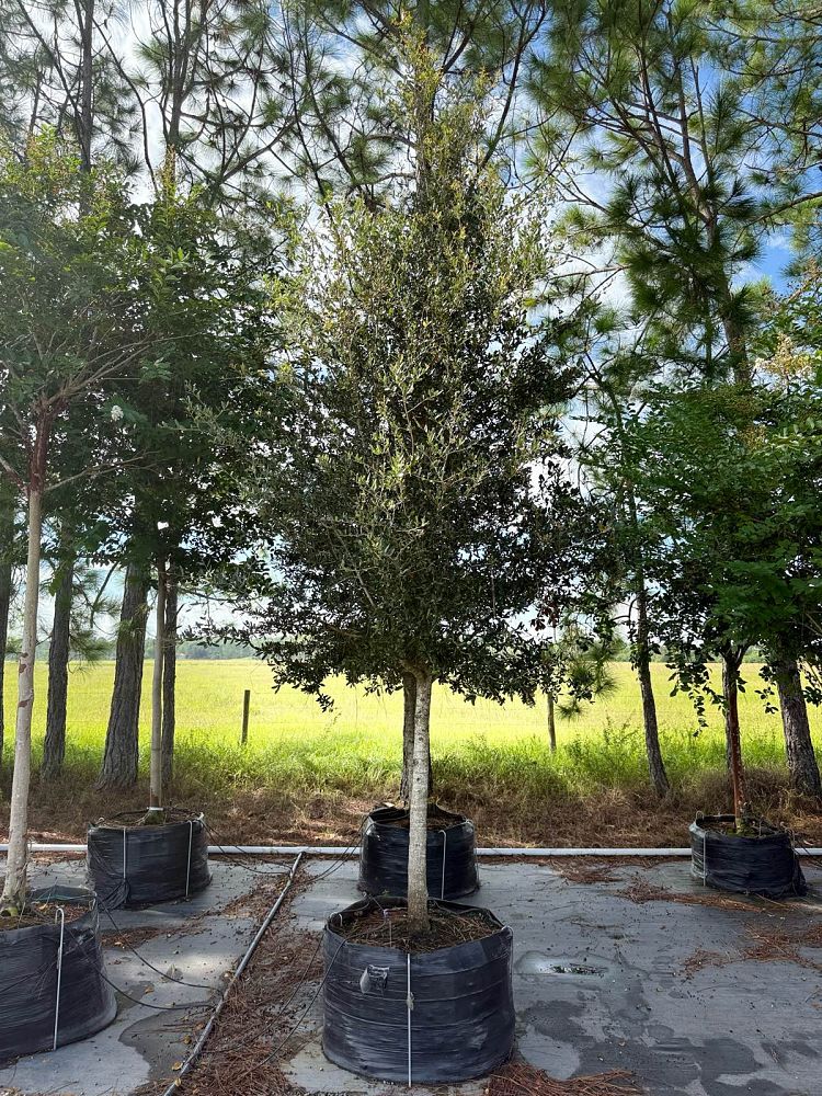 quercus-virginiana-live-oak-southern-oak-tree