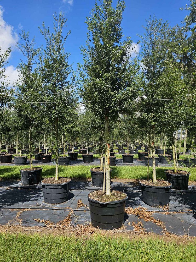 quercus-virginiana-live-oak-southern-oak-tree