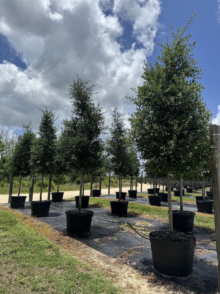 quercus-virginiana-live-oak-southern-oak-tree