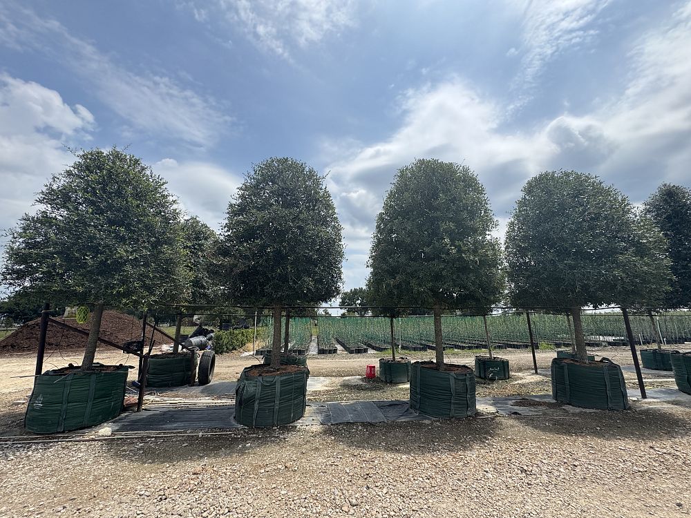 quercus-virginiana-live-oak-southern-oak-tree