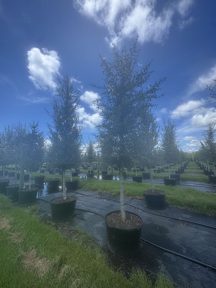 quercus-virginiana-live-oak-southern-oak-tree