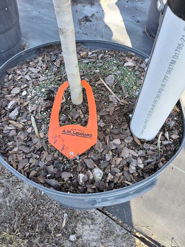 quercus-virginiana-live-oak-southern-oak-tree