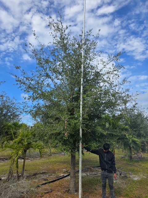 quercus-virginiana-live-oak-southern-oak-tree