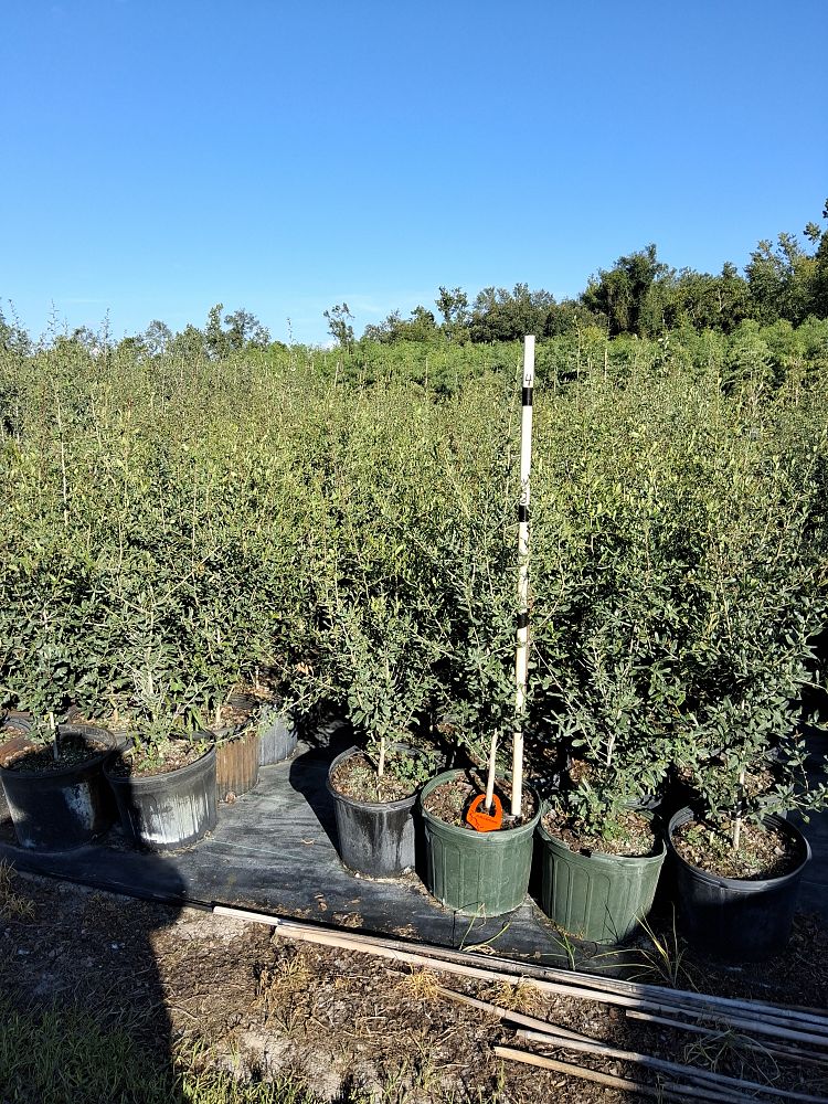 quercus-virginiana-live-oak-southern-oak-tree