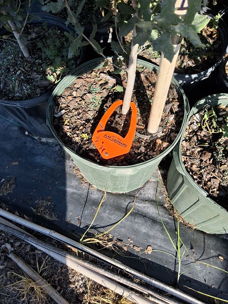 quercus-virginiana-live-oak-southern-oak-tree