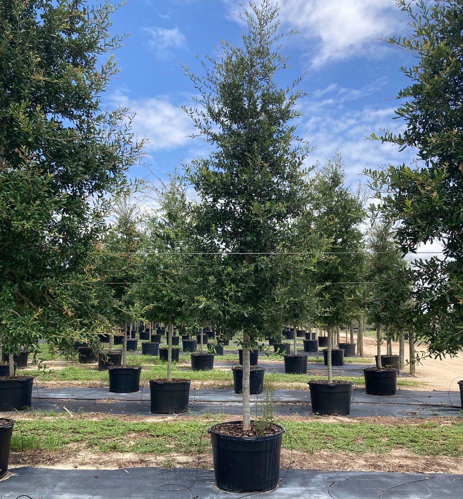 quercus-virginiana-live-oak-southern-oak-tree