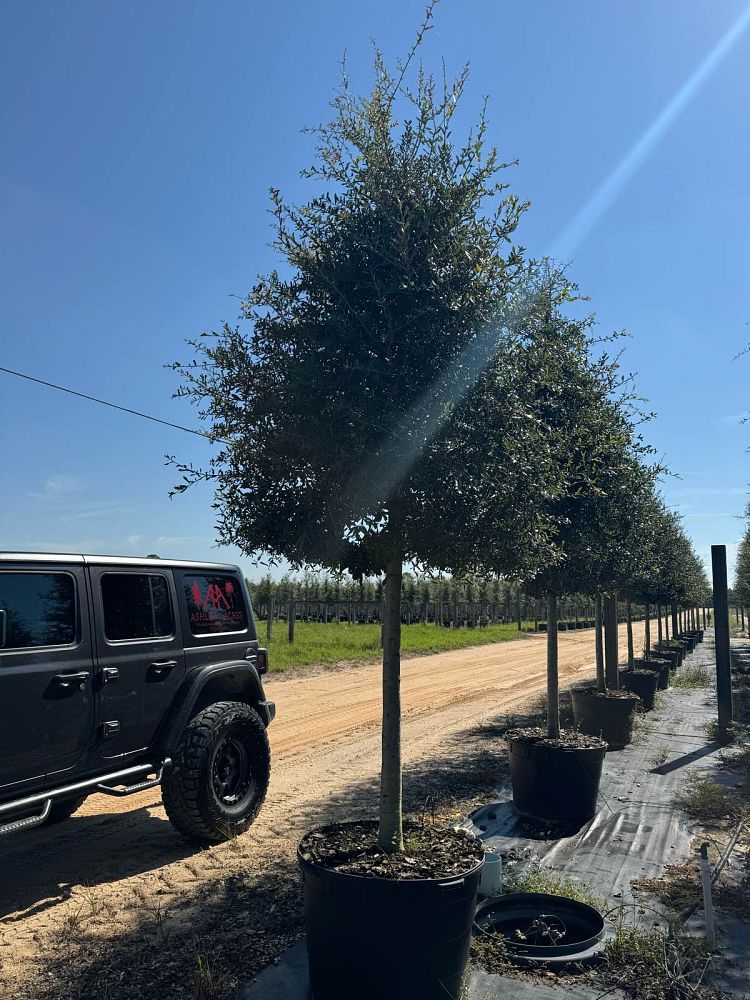 quercus-virginiana-live-oak-southern-oak-tree