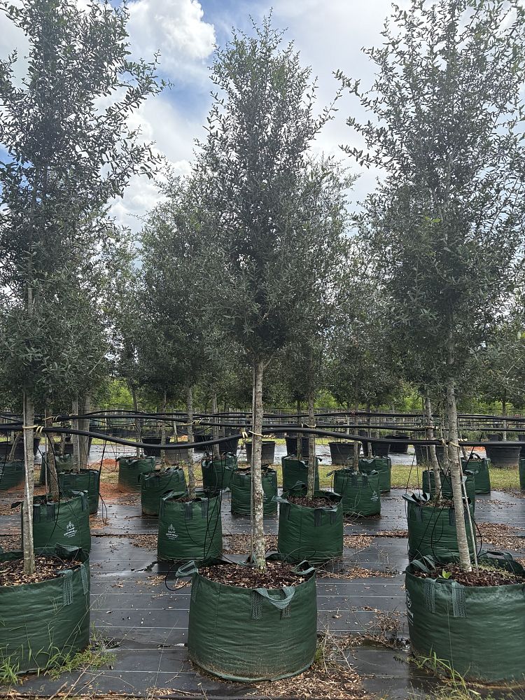quercus-virginiana-live-oak-southern-oak-tree