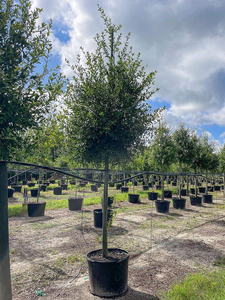quercus-virginiana-live-oak-southern-oak-tree