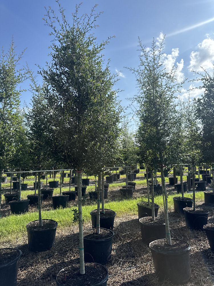quercus-virginiana-live-oak-southern-oak-tree