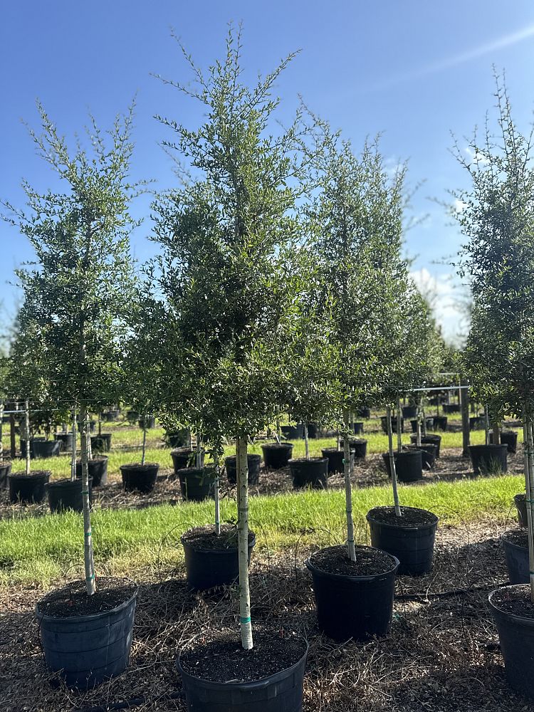 quercus-virginiana-live-oak-southern-oak-tree