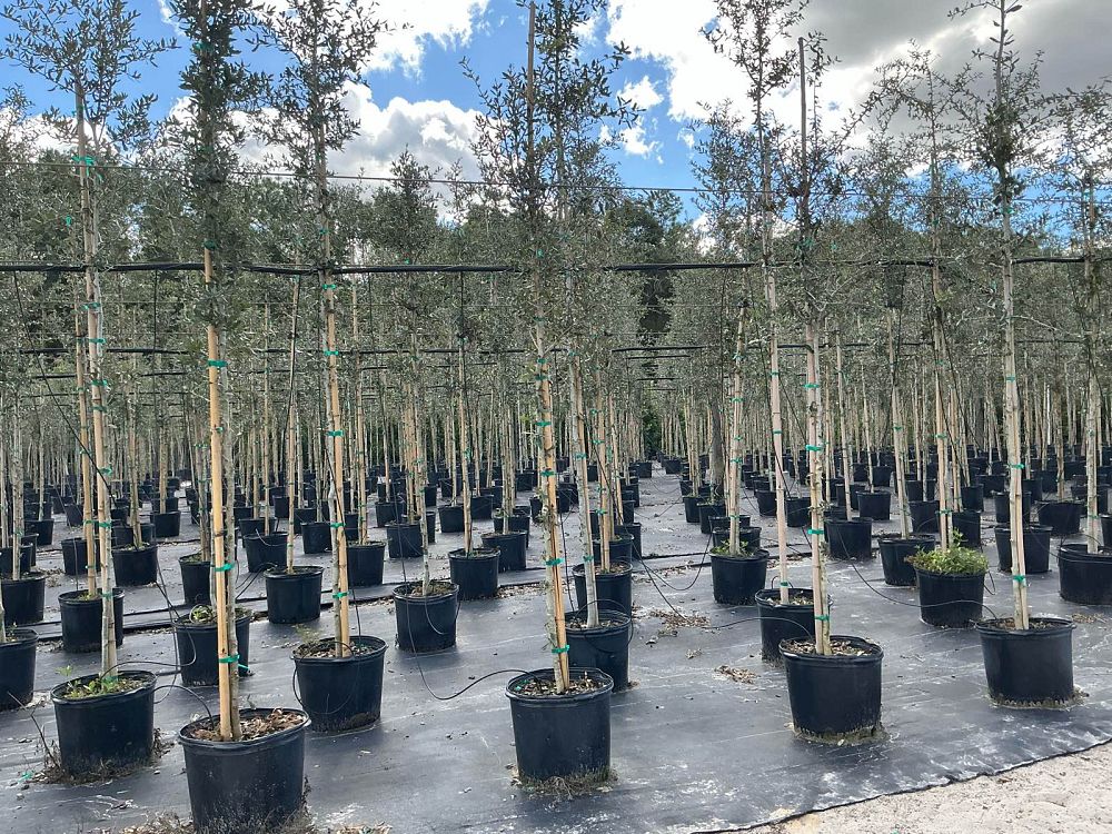 quercus-virginiana-live-oak-southern-oak-tree