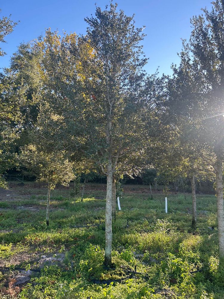 quercus-virginiana-live-oak-southern-oak-tree