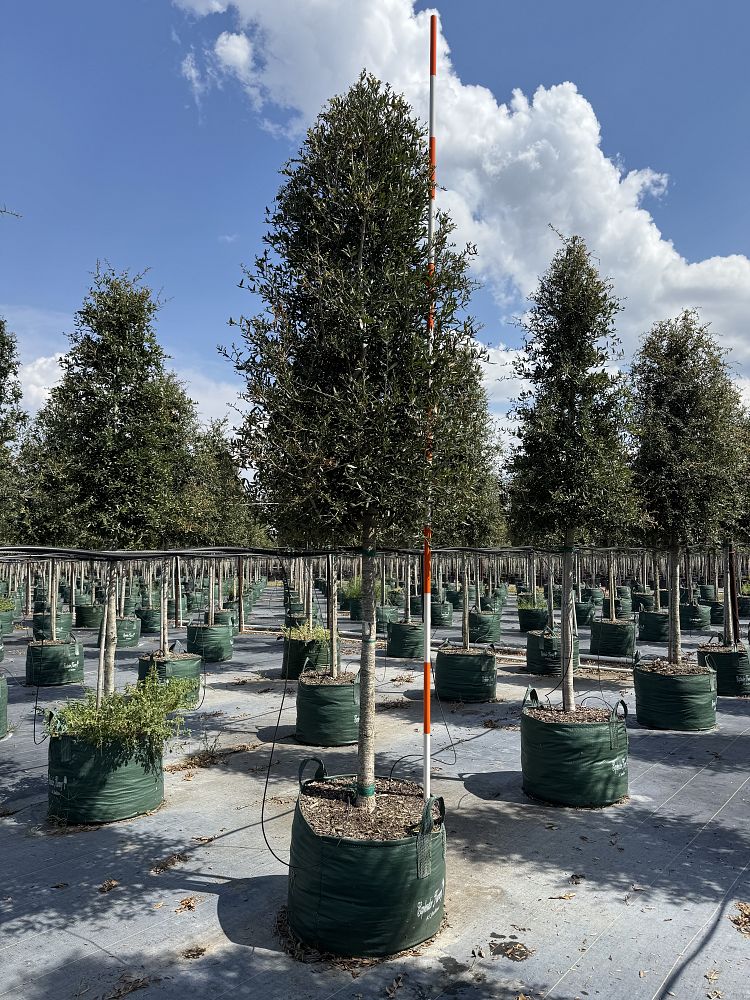 quercus-virginiana-live-oak-southern-oak-tree