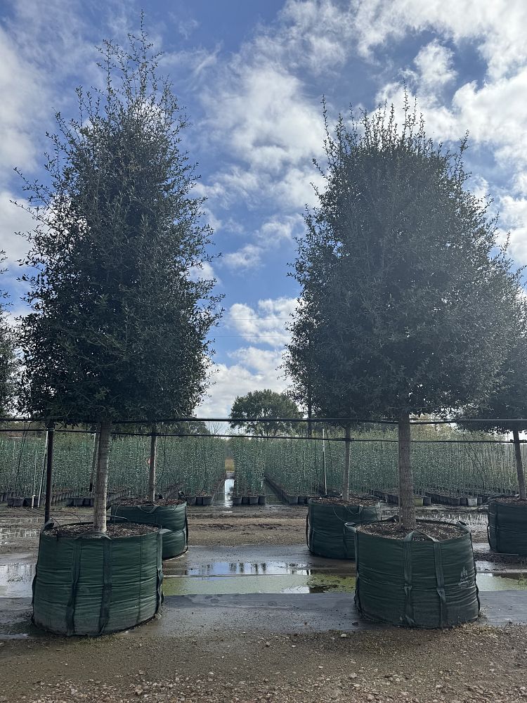 quercus-virginiana-live-oak-southern-oak-tree