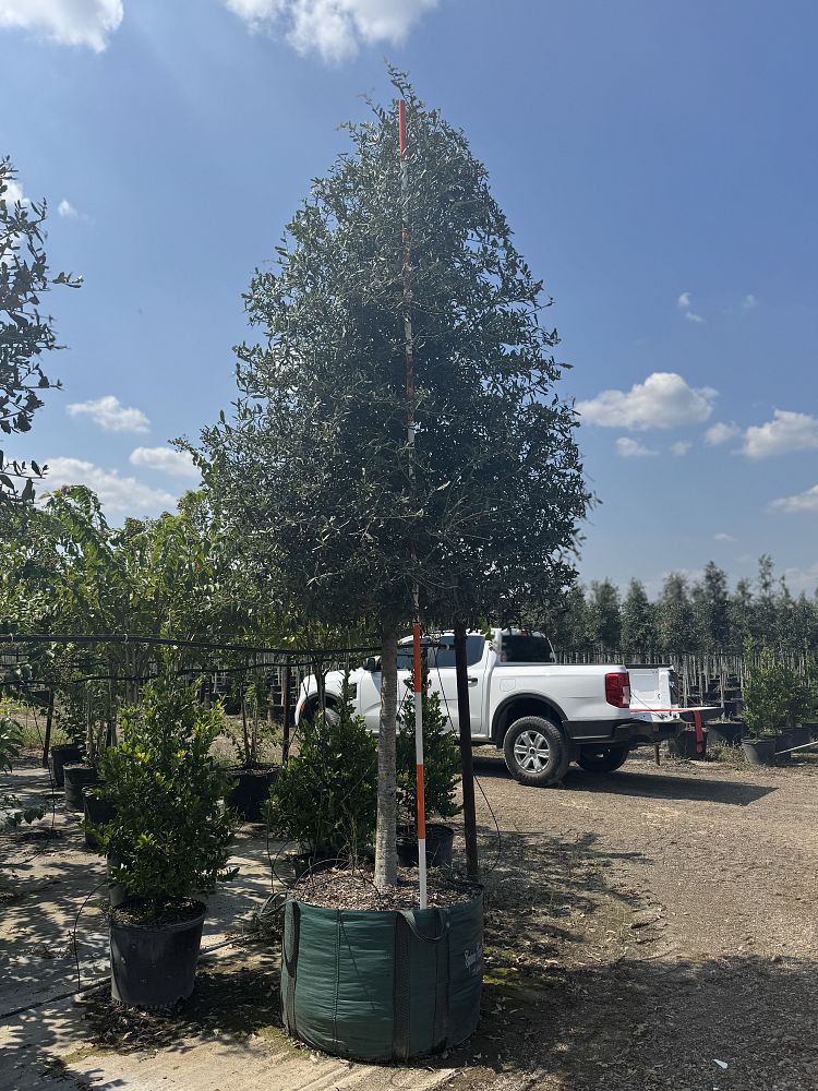 quercus-virginiana-live-oak-southern-oak-tree