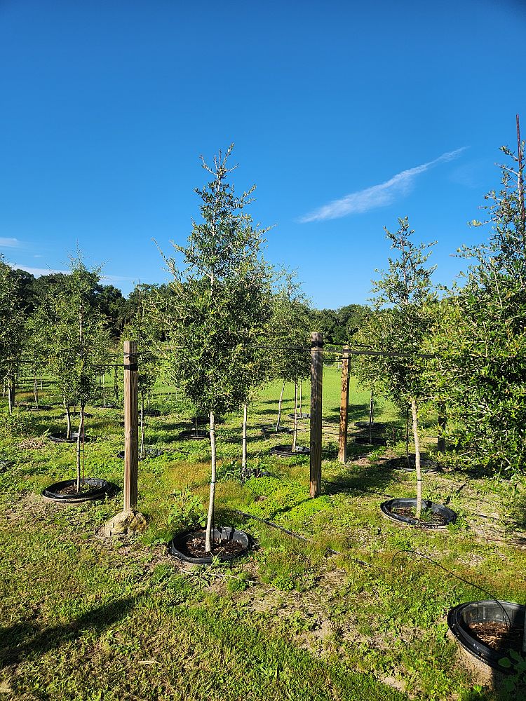 quercus-virginiana-live-oak-southern-oak-tree