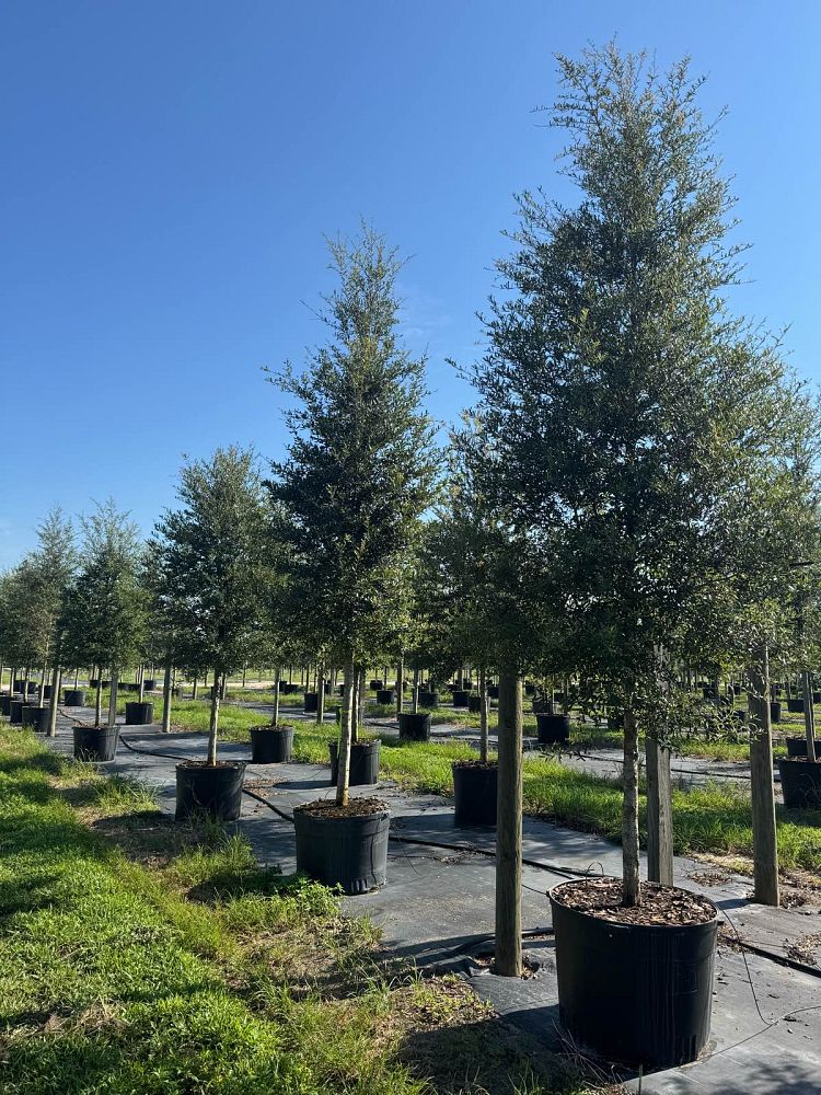 quercus-virginiana-live-oak-southern-oak-tree