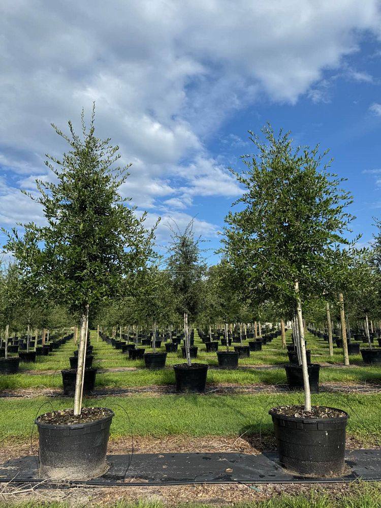 quercus-virginiana-live-oak-southern-oak-tree