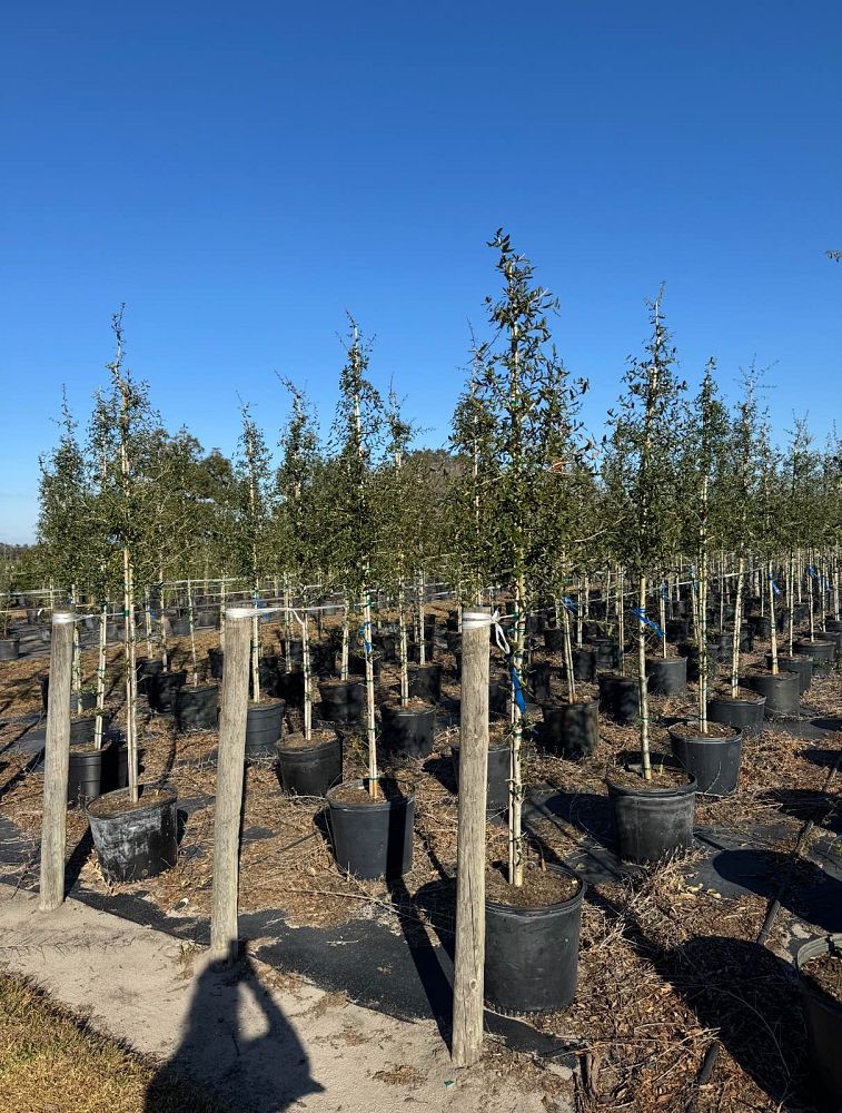 quercus-virginiana-live-oak-southern-oak-tree